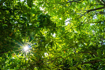 Green trees and sun light