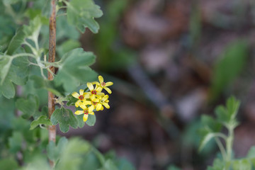 Bush golden currant color of yellow flowers in early spring. Close-up, macro.