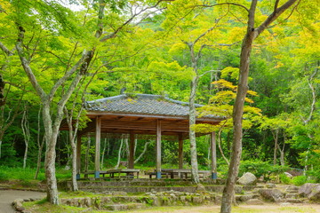 Fototapeta premium 瑞宝寺公園の新緑、兵庫県神戸市北区有馬町にて
