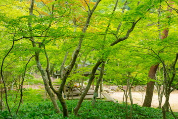 Fototapeta na wymiar 瑞宝寺公園の新緑、兵庫県神戸市北区有馬町にて