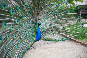 Obraz premium A beautiful peacock in the Waldstein Garden in Prague in the Czech Republic