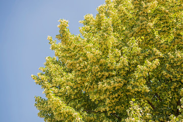 flowers blossoming tree linden wood, used for the preparation of healing tea, natural background, spring.