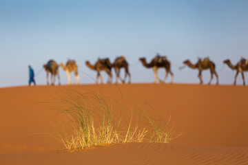 Fototapeta na wymiar Camels caravan in the dessert of Sahara with beautiful dunes in background. Morocco