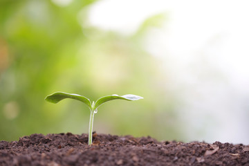 Young green plant growing in the morning with dew