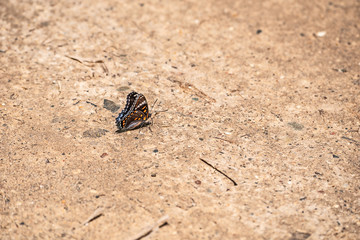 Red-spotted Purple Butterfly