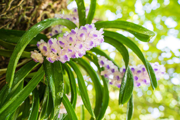 Purple orchid bunch,Aerides rosea Lodd. ex Lindl. & Paxton.soft focus.