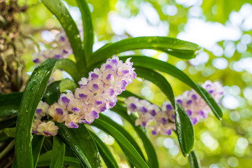 Purple orchid bunch,Aerides rosea Lodd. ex Lindl. & Paxton.soft focus.
