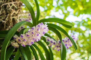 Purple orchid bunch,Aerides rosea Lodd. ex Lindl. & Paxton.soft focus.
