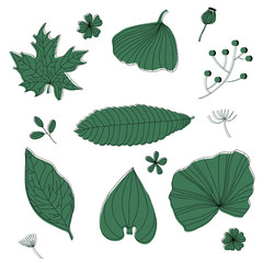 Collection of wild herbs, hand drawn vector design