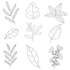 Collection of wild herbs, hand drawn vector design