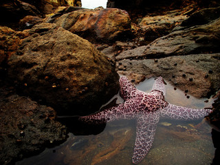 Starfish in Smuggler's Cove Tide Pools