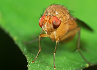 Macro Photo of Little Orange fly on Green Leaf