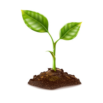 Vector realistic green seedling grows in soil