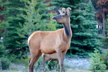 Wild Elk in Jasper National Park