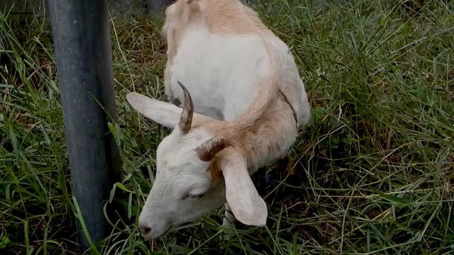Typical farm goat munches on his meal of grass at pasture time.