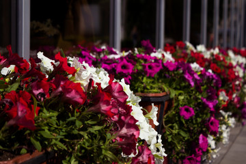 Red, white and pink petunias bloom in pots on the street near the cafe. Summer, bright flowers, street decoration.