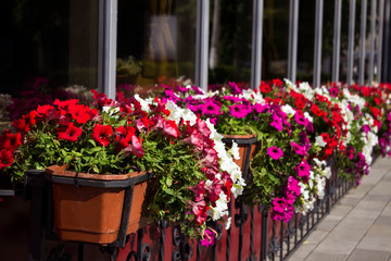 Fototapeta na wymiar Red, white and pink petunias bloom in pots on the street near the cafe. Summer, bright flowers, street decoration.