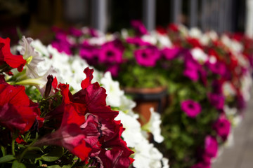 Red, white and pink petunias bloom in pots on the street near the cafe. Summer, bright flowers, street decoration.