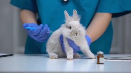 Nurse giving injection to helpless rabbit, vaccine research, animal test closeup