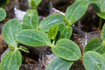 A young pumpkin plants grow from ground on soil. Growing seedlings in garden