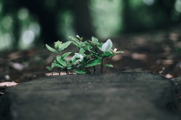 flowers on a background