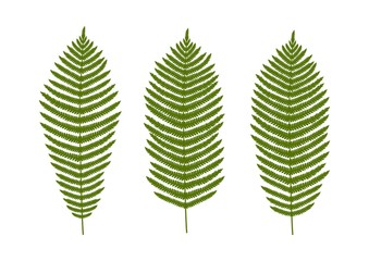 Fern leaf silhouette. Green fern leaves isolated on white background. Vector illustration.