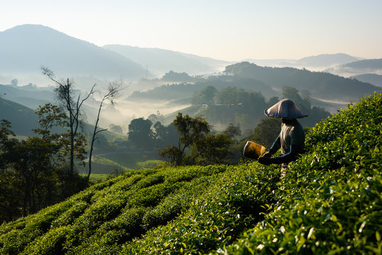 Worker collecting tea leafs at tea plantation during sunrise in Cameron Highlands, Malaysia