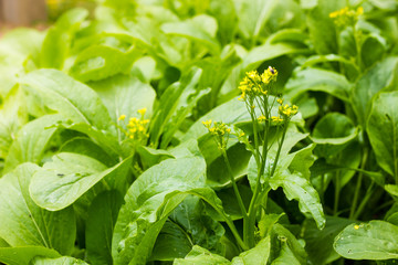 close up of flower chinese cabbage blooming in the field