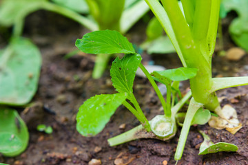 Chinese cabbage are sprouting to start new life again