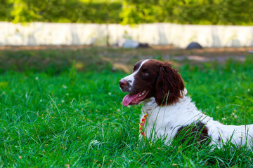 Dog breed English Springer Spaniel