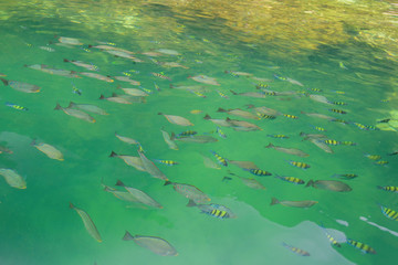 Group of fish swimming in the sea view on the boat.