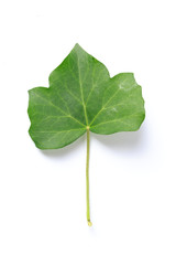 Fototapeta premium Green leaf. Isolated on a white.