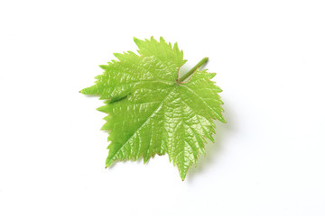 Green leaf. Isolated on a white.