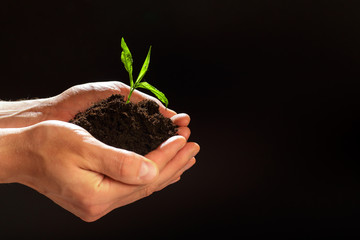 World environment day concept:The mans hand holding a small tree. Two hands holding a light green tree. holding seedlings isolate.Seedlings are growing in the days ahead.- Image