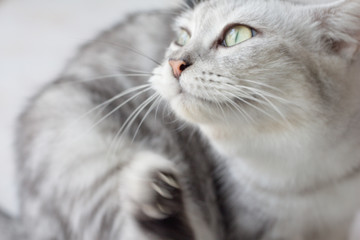 Cat is scratching his ear.