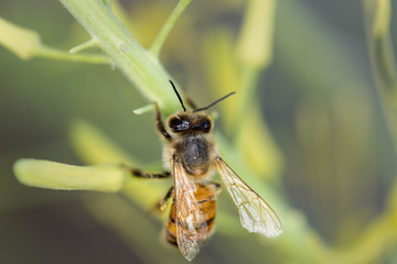 Bee gathering pollen from sagebrush in the desert