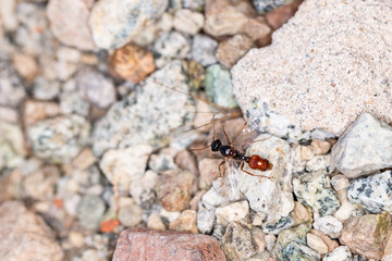 Flying ant crawling on the desert floor