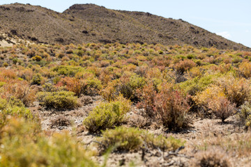 Fototapeta na wymiar Beautiful spring colors of sagebrush in the desert