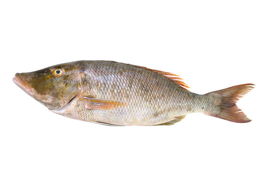 Deep sea live fresh fish ,straight shape. Closeup of longface emperor fresh fish from deep andaman sea   isolated on white background with clipping path,top view.