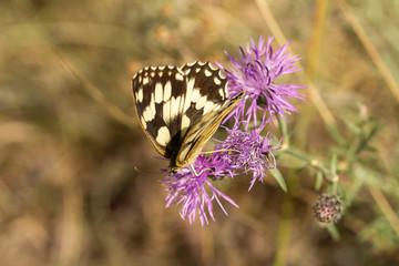ein Schachbrettfalter sucht Nektar an einer Blüte