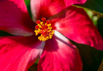 Red Hibiscus flower close-up in sun light.