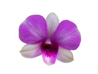 delicate scarlet pink flower phalaenopsis orchid isolated on white background with clipping path.