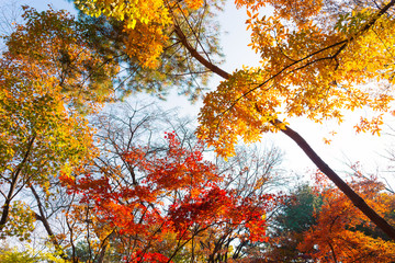 Red, Orange, Yellow and Green color of autumn leaves with look up view