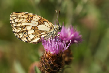A pretty female Marbled White Butterfly, Melanargia galathea, perching on a  Knapweed flower in a meadow in the UK.