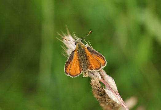 A stunning Small Skipper Butterfly, Thymelicus sylvestris, perched on a grass seed head.	