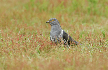 A stunning Cuckoo (Cuculus canorus) searching on the ground in a meadow for food.	