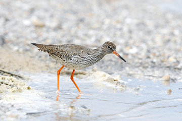 Rotschenkel (Tringa totanus) - redshank