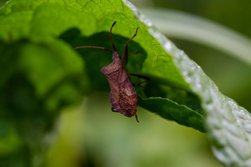 Lederwanze krabbelt an einen Blatt