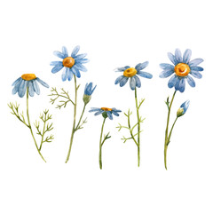 Blue chamomile daisy vector flower