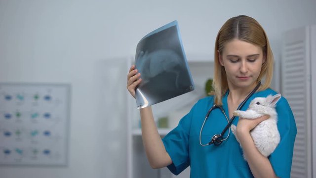 Female vet with rabbit looking at x-ray, diagnosis of tumors, chest examination